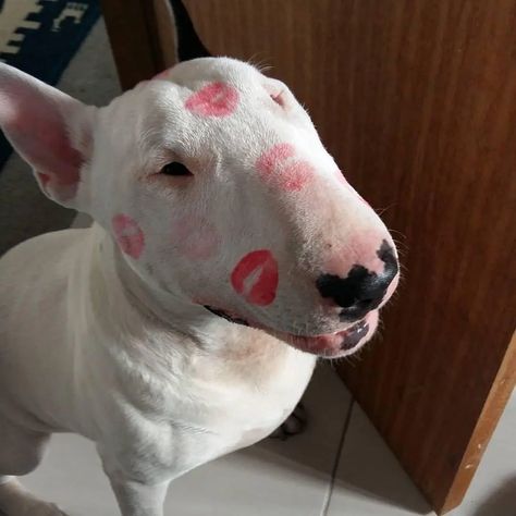 14 Funny Bull Terrier Pictures That Will Make You Smile - PetPress Nature, Bull Terrier Tattoo, Bull Terrier Funny, Tattoo Nature, Really Cute Puppies, English Bull Terriers, Puppies And Kitties, Terrier Puppy, Pretty Dogs