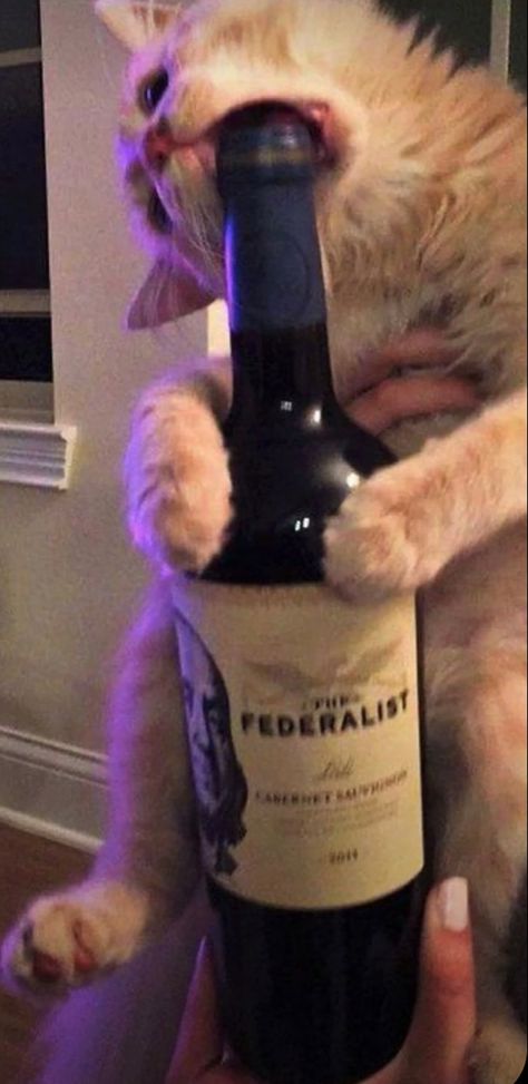 Cat Wine Bottle, Drunk Cat, Wine Wallpaper, Cat Wine, Bottle Of Wine, Silly Cats, Lock Screen, Kittens Cutest, Cat Memes