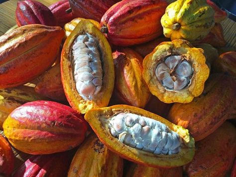 Chocolate Images, Cocoa Fruit, Cacao Benefits, Copaiba Oil, Endocannabinoid System, Did You Eat, Theobroma Cacao, Seed Pods, Fruits And Vegetables