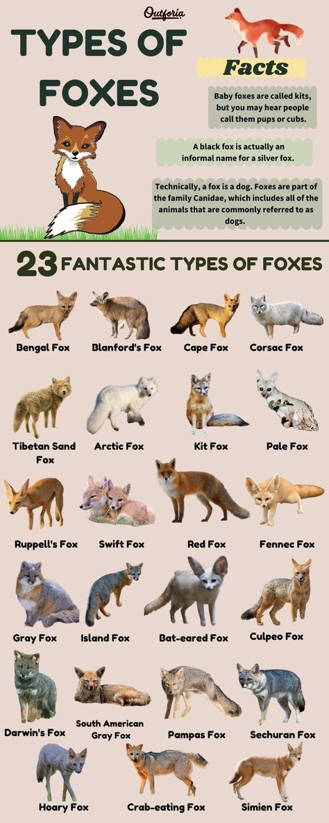 Croquis, Types Of Foxes, Fox Breeds, Types Of Wolves, Fox Facts, Fox Species, Bat Eared Fox, Swift Fox, Desert Fox