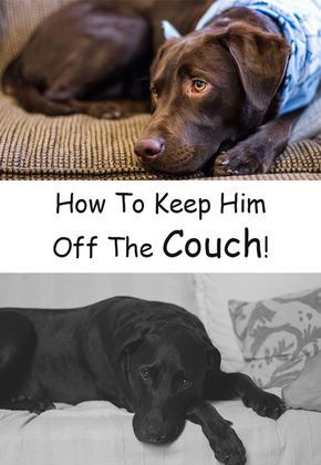 Keep Dog Off Couch, Chug Dog, Dog Minding, Positive Dog Training, Easiest Dogs To Train, Basic Dog Training, Game Mode, Dog Training Techniques, Dog Projects