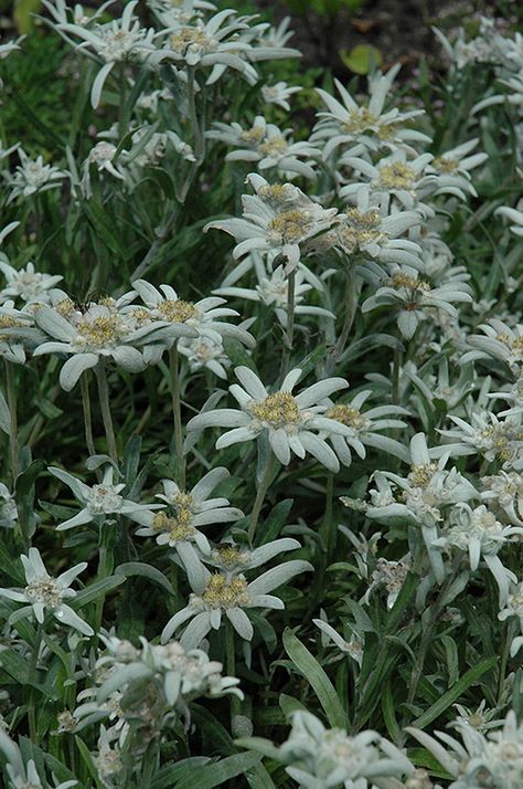 Alpine Edelweiss (Leontopodium alpinum) at Pesche's Garden Center April Gardening, Part Shade Plants, Container Herb Garden, Low Water Gardening, Edelweiss Flower, Alpine Garden, Nursery Garden, Flower Meanings, Spring Flowering Bulbs