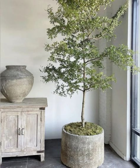 Viral Trees, Pots & Planters from Amazon Home Wabi Sabi Plants, Antique Stone Sink, Stone Sinks, Indoor Tree, Indoor Trees, Antique Stone, Interior Plants, Indoor Plant Pots, Home Decor Trends