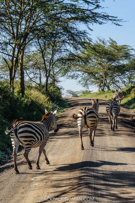 Lake Nakuru National Park Safari - Rhinos Everywhere Lake Nakuru, Lake Nakuru National Park, Jungle Life, Kenya Safari, Animal Guides, Wild Kingdom, Out Of Africa, African Wildlife, African Safari