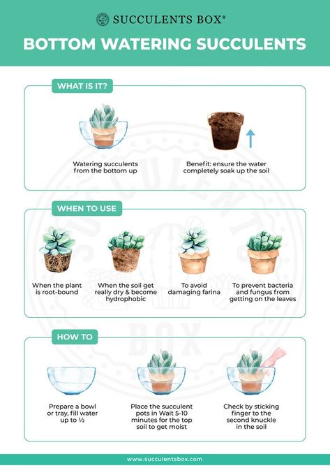 How And When You Should Bottom Water Your Succulents - Succulents Box Indoors Garden, Watering Succulents, Care For Succulents, Water Succulents, Bottom Watering, Art Creative Ideas, Tanaman Sukulen, How To Water Succulents, Plant Tips