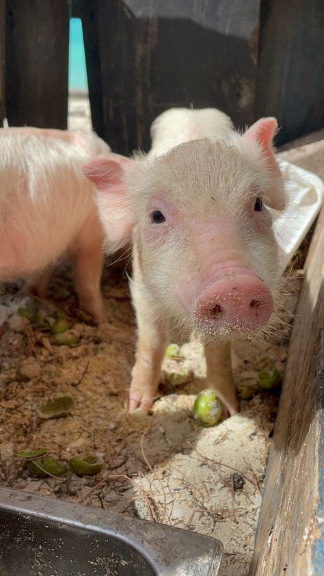 baby pig in sand on Nassau Pig Races, Pig Breeds, Bahamas Beach, Pig Farm, Farm Lifestyle, Pig Farming, Nassau Bahamas, Mini Farm, Pet Pigs