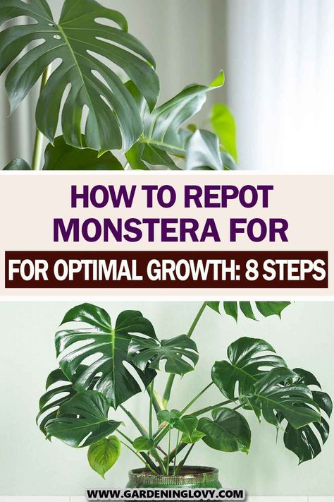 Are you looking for information on how to repot monstera plants correctly? Check here to learn in-depth about the best method of repotting monster plants. How To Repot A Monstera Plant, Repotting A Monstera Plant, Repot Monstera Plant, Monstera Varieties, Monstera Repotting, Repotting Monstera, Best Pot For Monstera, Propagating Monstera, Monstera Trellis