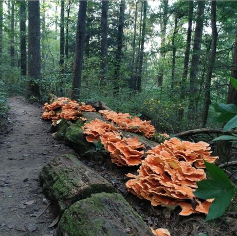 An enormous patch of 'chicken of the woods' mushrooms sits ready to harvest in an Ohio forest Mushroom Armor, Mushroom Inspiration, Mushroom Patch, Mushroom Farm, Chicken Of The Woods, Orange Mushroom, Mushroom Pictures, Edible Mushrooms, Fantasy Magic