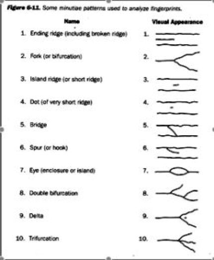 Fingerprint points Types Of Fingerprints, Palm Reader, Spatial Relationships, Forensic Science, Forensic, Line Patterns, Fingerprint, Period, Meant To Be