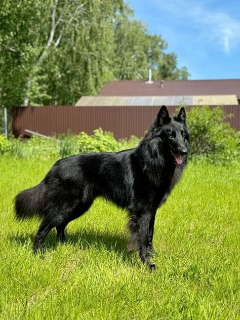 Groenendael Lovers & Owners | He needs a sweet name 😍 | Facebook Belgian Shepherd Groenendael, Belgian Sheepdog, Belgian Shepherd, Black Dog, Mans Best Friend, Aesthetic Photo, Dog Breeds, Dogs, Animals