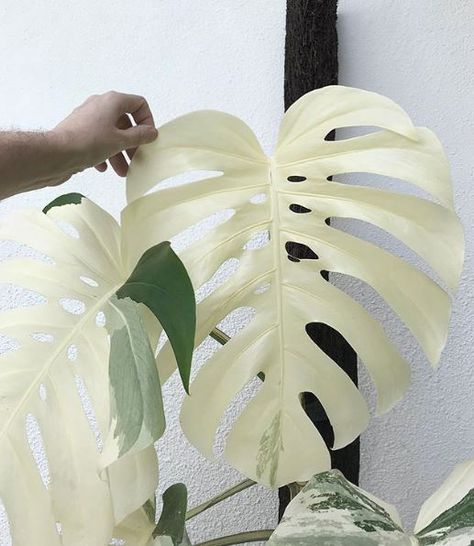 Guide: More Monstera Varieties To Love | Leaf and Paw Albino Monstera Plant, Monstera Varieties, Monstera Albo, Inside Plants, Plant Seeds, Variegated Plants, Monstera Plant, Monstera Deliciosa, White Leaf