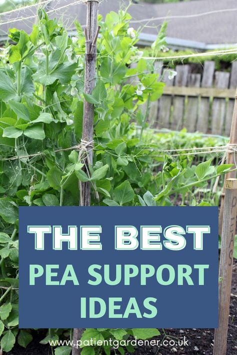 pea support ideas Pea Support Ideas, Peas Trellis, Snap Pea Trellis, Outdoor Trellis Ideas, Pea Plants, Bean Trellis, Vegetable Trellis, Pea Trellis, Garden Arch Trellis