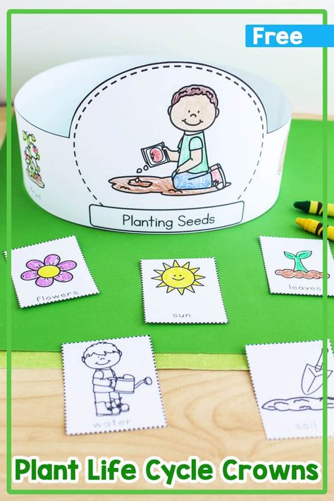 Plant Life Cycle Hats {Free Printable} Plant Life Cycle Activities Kindergarten, Life Cycle Of A Plant Preschool Free Printables, Plant Life Cycle Craft Preschool, Life Cycle Of A Plant Free Printable, Flower Life Cycle Craft, Flower Life Cycle Preschool, Plant Life Cycle Craft, Life Cycle Of A Flower, Life Cycle Preschool