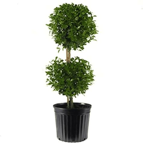 Eugenia Topiary2 2 e1587461929720 Eugenia Topiary, Topiary Ideas, Live Topiary, Ball Topiary, Outdoor Topiary, Christmas Topiary, Peperomia Plant, Plants Diy, Plant Care Instructions