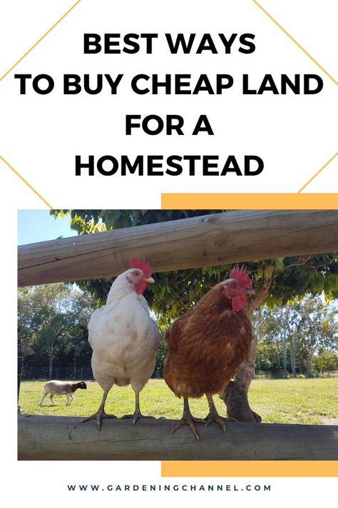 chickens on homestead with text overlay best ways to buy cheap land for a homestead Buy Land Cheap, Make Money Homesteading, Start A Homestead, Survival Prepping Diy, Cheap Land, Growing Your Own Food, Buy Land, Homesteading Skills, How To Buy Land