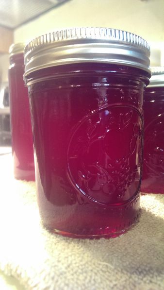 Muscadine Recipes, Muscadine Recipe, Muscadine Jelly, Homemade Grape Jelly, Beer Jelly, Wild Grapes, Jelly Maker, Grape Jam, Canning Ideas