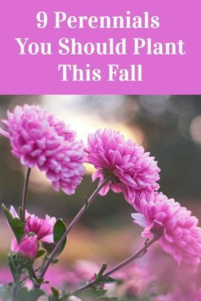 House Plant Flowers, Zone 8b Fall Flowers, Shrub And Perennial Garden, Perineal Flowers Shade, Flower Garden Design Layout Zone 5, Bulbs To Plant In Fall Zone 5, Fall Planting Flowers Zone 7, Flowers To Plant In Fall For Spring, Michigan Perennial Flowers