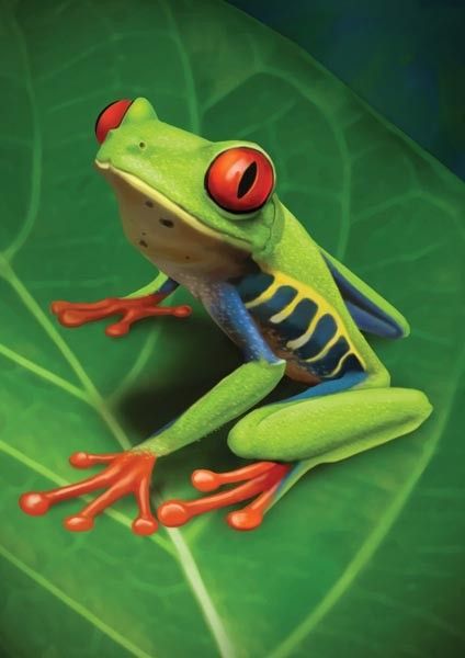 ♔ Grenouilles ♔ Frogs Red Eyed Frog, Amazing Frog, Red Eyed Tree Frog, Frog Pictures, Rainforest Animals, Frog Drawing, Cute Reptiles, Animal Study, Frog Art