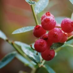 pink lemonade blueberries Pink Lemonade Blueberry Bush, Blueberry Bushes Aesthetic, Pink Lemonade Blueberry, Vaccinium Ovatum, Vine Fruit, Highbush Blueberry, Growing Raspberries, Blueberry Plant, When To Plant