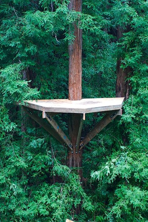 Zip Line Platform, Treehouse Platform, Treehouse Construction, Simple Tree House, Backyard Fort, Outdoor Platform, Tree Deck, Trees For Front Yard, Challenge Course