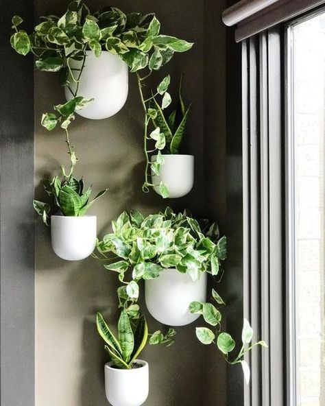 Patio Wall Planters, Wall Plants Indoor, Plants Hanging, Indoor Plant Wall, Wall Planters Indoor, Indoor Herb, Plant Wall Decor, Hanging Plant Wall, Hanging Plants Indoor