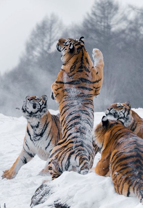 What’s Up! (by Yotin Pilaismboon) Tiger Playing, Amur Tiger, Wild Animals Photography, Cat Species, Tiger Pictures, Siberian Tiger, Majestic Animals, Bengal Cat, Large Cats