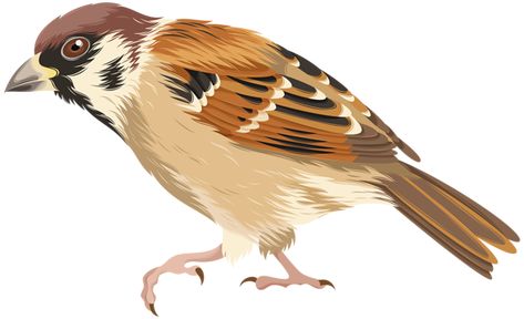 Sparrow Clipart, Draw Animals, Free Clipart, Clipart Images, How To, Transparent Png, Png Image, To Draw, Art Images