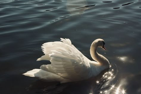 Swan Desktop Wallpaper, Swan Profile Picture, Cho Chang Aesthetic, Swans Aesthetic, Swan In Lake, Swan On Lake, Swan Beauty, Cucumber Cooler, Swan Aesthetic