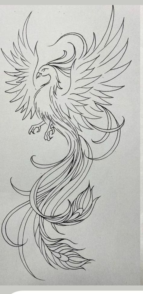 Phoenix Drawing, Phoenix Tattoo Feminine, Tail Drawing, Phoenix Tail, Phoenix Bird Tattoos, Phoenix Tattoo Design, Phoenix Art, Phoenix Tattoo, Tattoo Outline