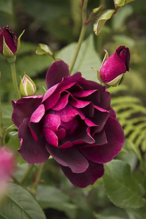 17 Different Types of Roses | Best Rose Varieties | Balcony Garden Web Nature, Landscaping With Roses, Rooting Roses, Floribunda Roses, Monrovia Plants, Rose Details, Gardening Zones, Plant Catalogs, Types Of Roses