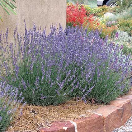 Lavender Gros Bleu. French Lavender Garden, Garden With Lavender, Spanish Lavender, Lavender Varieties, August Garden, Bg Color, High Country Gardens, Growing Garden, Waterwise Garden