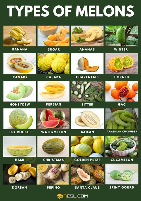 55 Different Types of Melons with "Juicy" Pictures Watermelon Ripeness, Types Of Melons, Fruits And Vegetables List, Jesus Clothes, Culinary Cooking, Fruit List, Winter Melon, Banana Plants, Types Of Fruit