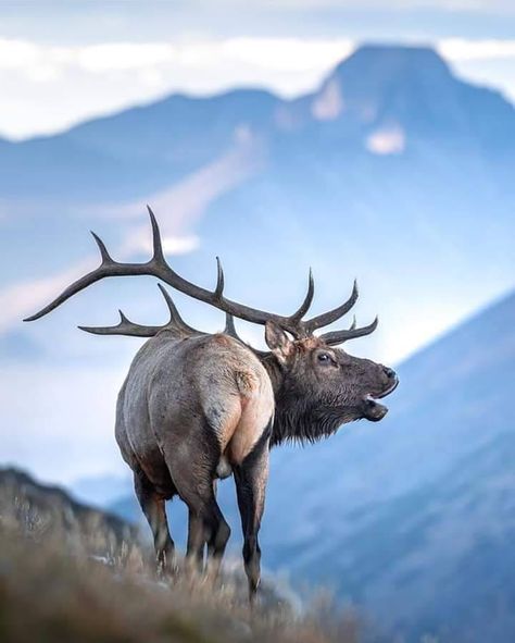 Satya - Elk with Colorado Mt. backdrop @ Kevink Elk Images, Elk Pictures, Elk Photo, Big Deer, Wild Animals Photography, North American Wildlife, Bull Elk, Hunting Deer, Hunting Life