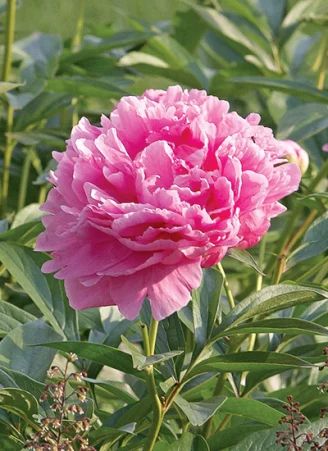 Peony Varieties, Wildlife Garden Design, Hardscape Backyard, Peony Bud, Planting Peonies, Growing Peonies, Container Garden Design, Southern Garden, Garden Compost