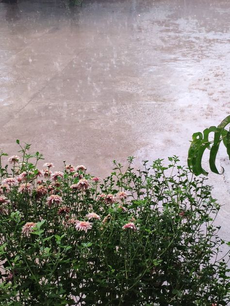 #flower #summer #rain #aesthetic Summer Rain Aesthetic, April Rain, Rain Aesthetic, Seasons Months, Rain Wallpapers, No Rain No Flowers, Spring Rain, Cold Spring, Summer Rain