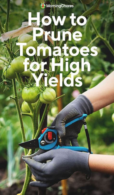 How to Prune Tomatoes for High Yields and Why You Should Always Do It How To Prune Tomatoes, Pruning Tomatoes, Tomatoes Plants Problems, Potato Casseroles, Tomato Gardening, Pruning Tomato Plants, Transplanting Plants, Tomato Pruning, Growing Vegetables In Pots