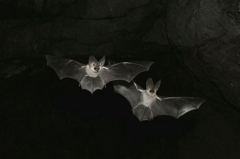 Bats Flying, Asking Questions, Thank U, In The Dark, See More, Bat