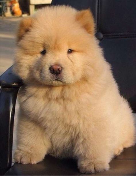 Es una raza de perro originada del Norte de China. Suelen tener la cara aplastada, ojos entrecerrados y arrugas. Perros Chow Chow, Chow Puppy, Chinese Dog, Cute Fluffy Dogs, Puppy Baby, Small Puppy, Chow Chow Puppy, Puppy Snuggles, Dogs Cute