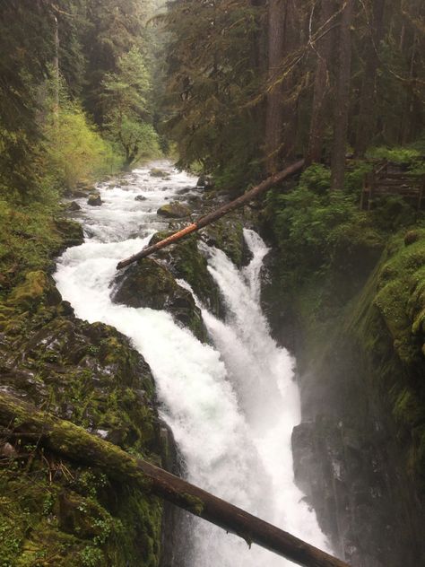 Bonito, Nature, Apocalypse Room, Alaska Rainforest, Washington Rainforest, Hoh Rainforest Washington, Wilderness Wallpaper, Rainforest Waterfall, Hoh Rainforest