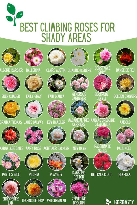 Flowers That Grow In Shade, Rose Garden Ideas Backyards, Shady Garden Ideas, Climbing Rose Garden, Best Climbing Roses, Pretty Flower Names, Rose Garden Landscape, Climbing Flowers, Climbing Rose