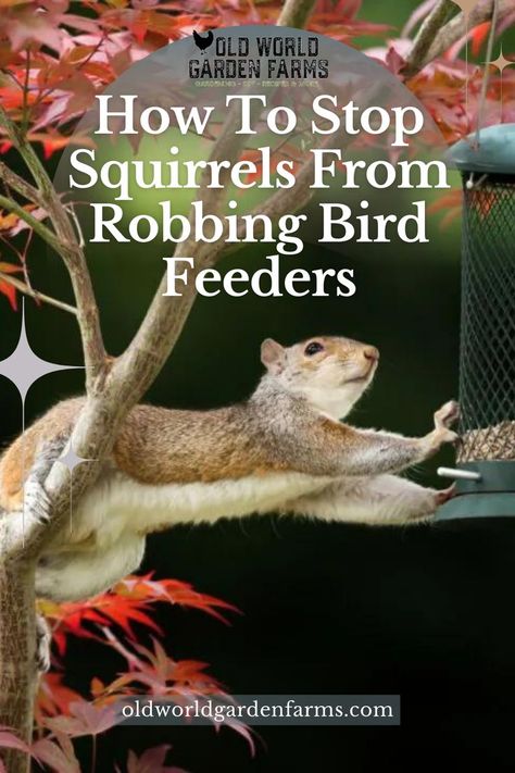 A photo of a squirrel stealing seed from a bird feeder in the winter. Photo from oldworldgardenfarms.com Feeding Squirrels, Squirrel Feeder Diy, Woodpecker Feeder, Get Rid Of Squirrels, Platform Bird Feeder, Squirrel Baffle, Backyard Birds Feeders, Best Bird Feeders, Bird Feeder Poles