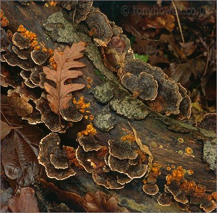 Tony Howell Textures Photography, Decay Art, Pictures Of Flowers, Growth And Decay, Bath Uk, Natural Photography, Vacuum Bottle, Vacuum Cup, Tree Photography