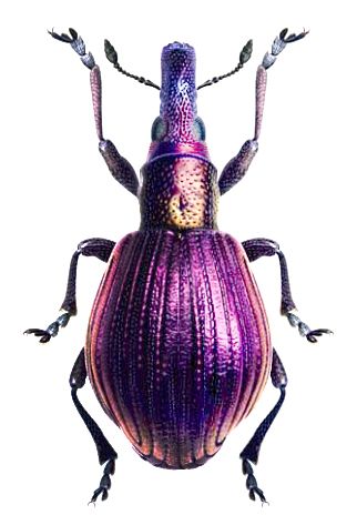 Pseudaplemonus limonii Beetle Art, Cool Insects, Types Of Insects, Beetle Insect, Insect Collection, Cool Bugs, Beautiful Bugs, Arthropods, Creepy Crawlies