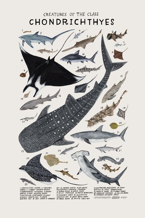 Playful Watercolors Illustrate the Many Classifications of the Animal Kingdom | Colossal Sharks, The Ocean, Fish, Types Of Fish, In The Ocean, Different Types