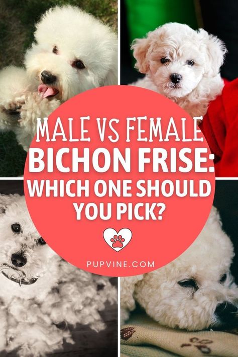 Bichon Frise Rescue, Bichon Poodle Mix, Teacup Poodle Puppies, Small Poodle, Male Vs Female, Bichon Frise Puppy, Cute Small Dogs, Emotional Support Dog, Bichon Frise Dogs