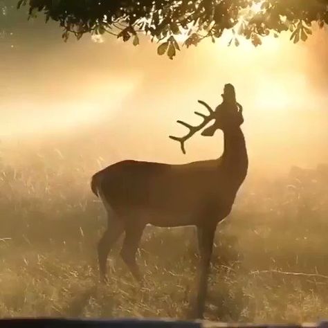 Deer Gif, Random Humor, Birds Photography, A Deer, Wild Life, Wild Birds, Walking In Nature, Nature Animals, Narnia