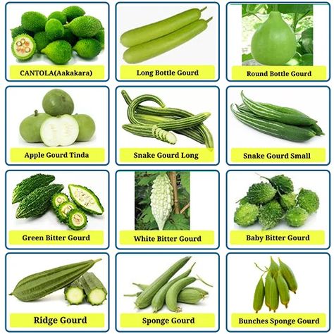 Types Of Gourds, Growing Gourds, Gourd Types, Gourd Vegetable, Animals And Their Homes, Grow Your Own Vegetables, Fast Growing Vegetables, Healthy Kidneys, Fruit Cartoon