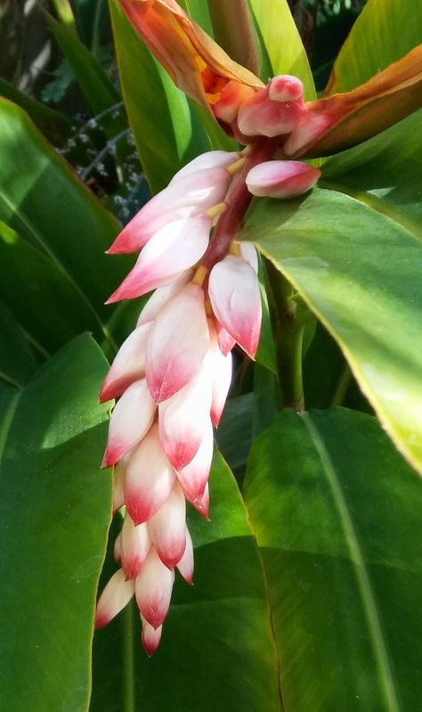 Shell Ginger - An Easy Growing Tropical The Shell Ginger in my garden started flowering about two weeks ago.  It is a favorite of mine for its ease of grow Shell Ginger, Health Herbs, Yard Flowers, Tree Planters, Small Pink Flowers, Treasure Coast, Hawaiian Flowers, Unique Flowers, Companion Planting