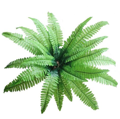 Fern Bush, Tree Photoshop, Bush Plant, Boston Fern, Christmas Flower Arrangements, Landscape Sketch, Room Garden, Fern Plant, Artificial Trees