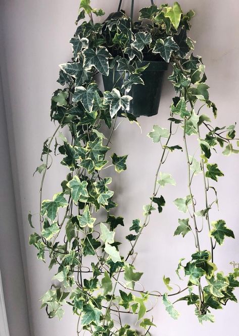 English Ivy Indoor, Indoor Ivy, Variegated Ivy, English Ivy Plant, Plants Outside, Ivy Plant, Ivy Wall, Mercury Mosaics, Hedera Helix